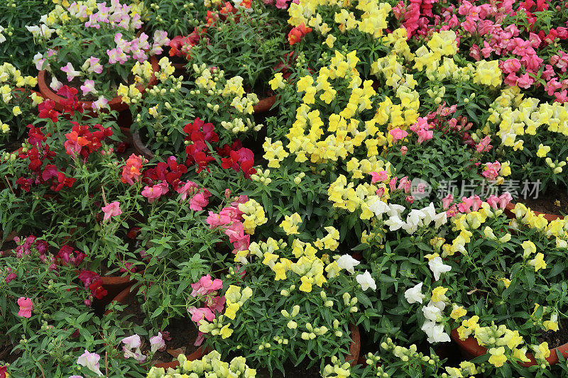 黄色和红色条纹花，金鱼草花瓣照片/狗花穗状花序盛开的一年生夏季花园床上植物